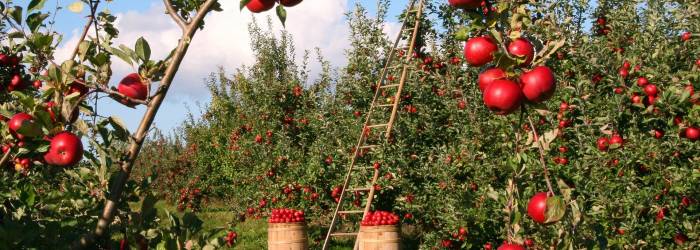 L'importanza della sostenibilità e del sostegno alle attività locali